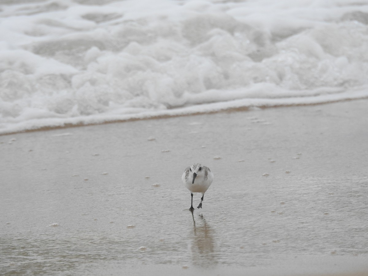 Гурвалж элсэг - ML646447600