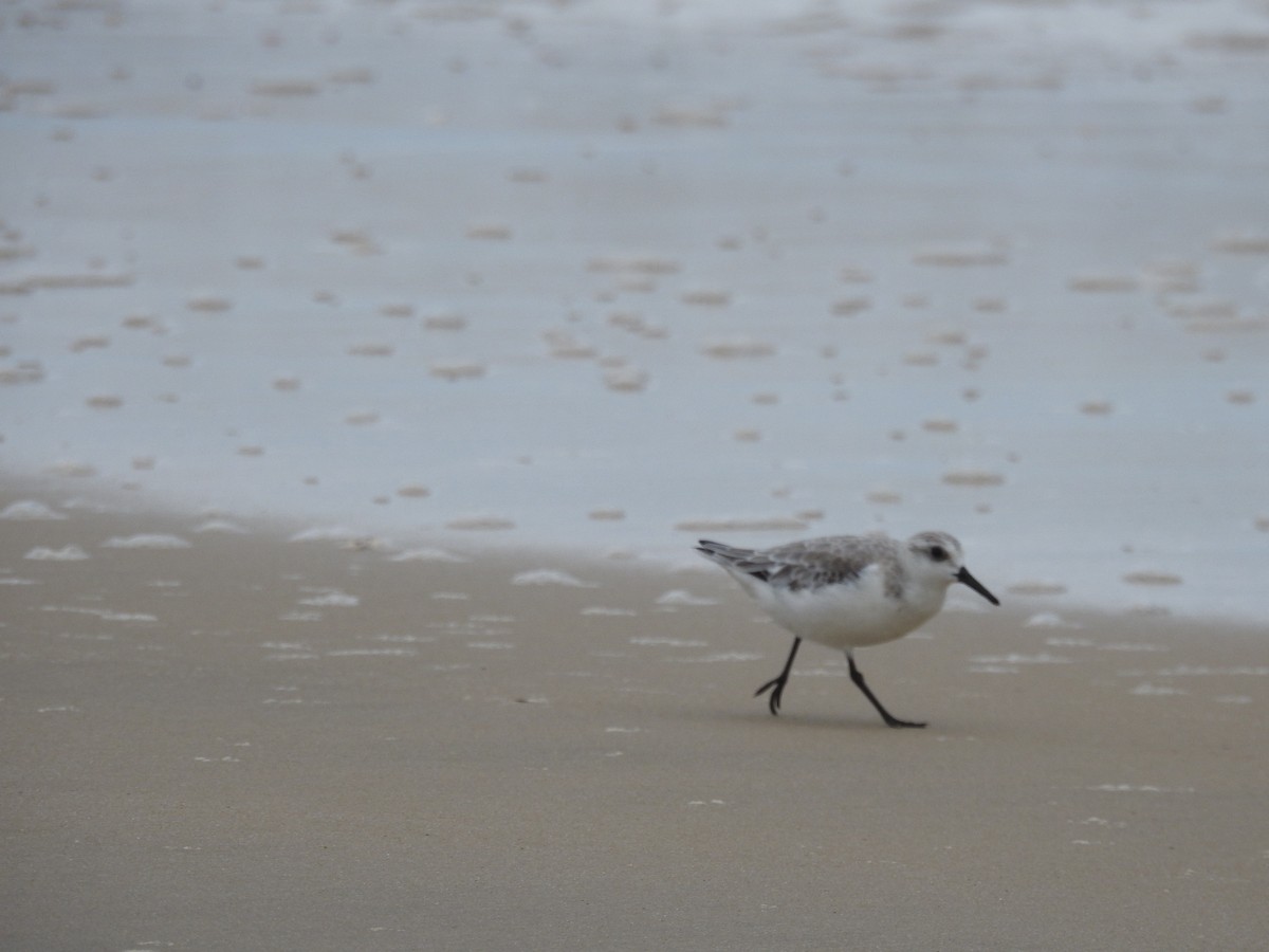 Гурвалж элсэг - ML646447601