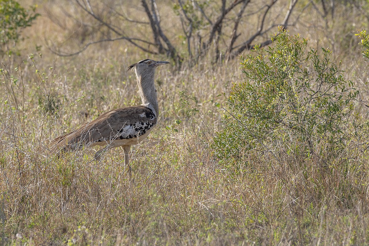 Kori Bustard - ML646447602