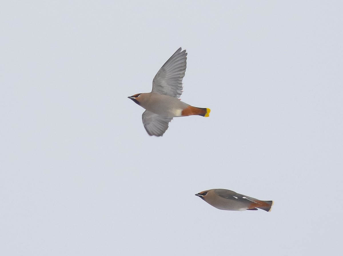 Bohemian Waxwing - ML646447603