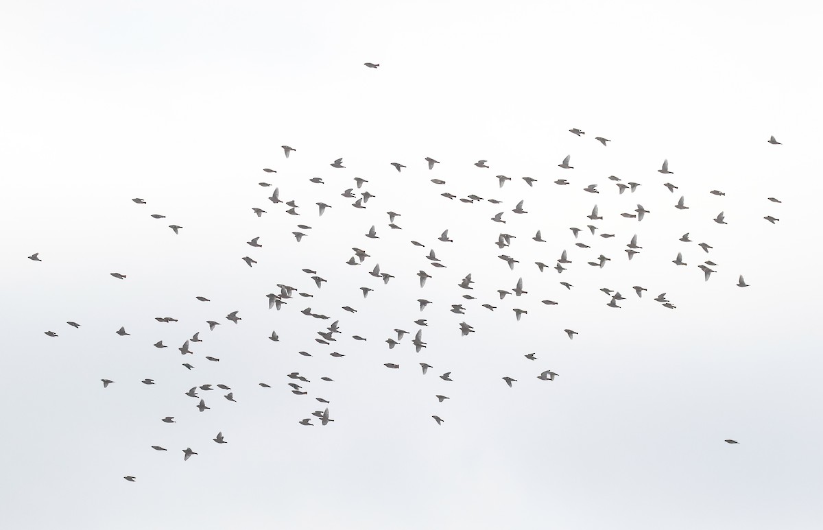 Bohemian Waxwing - ML646447604