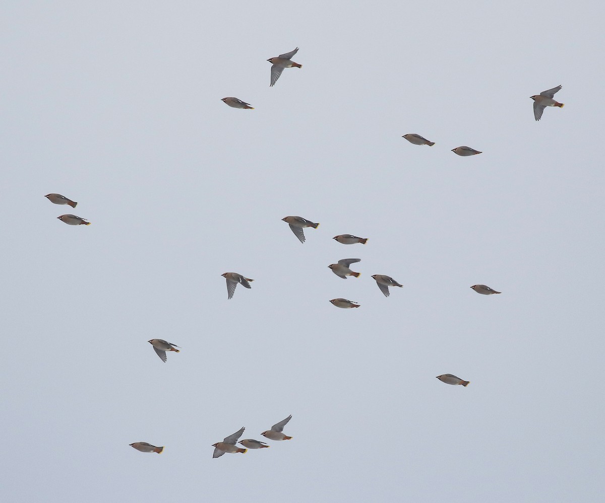 Bohemian Waxwing - ML646447605