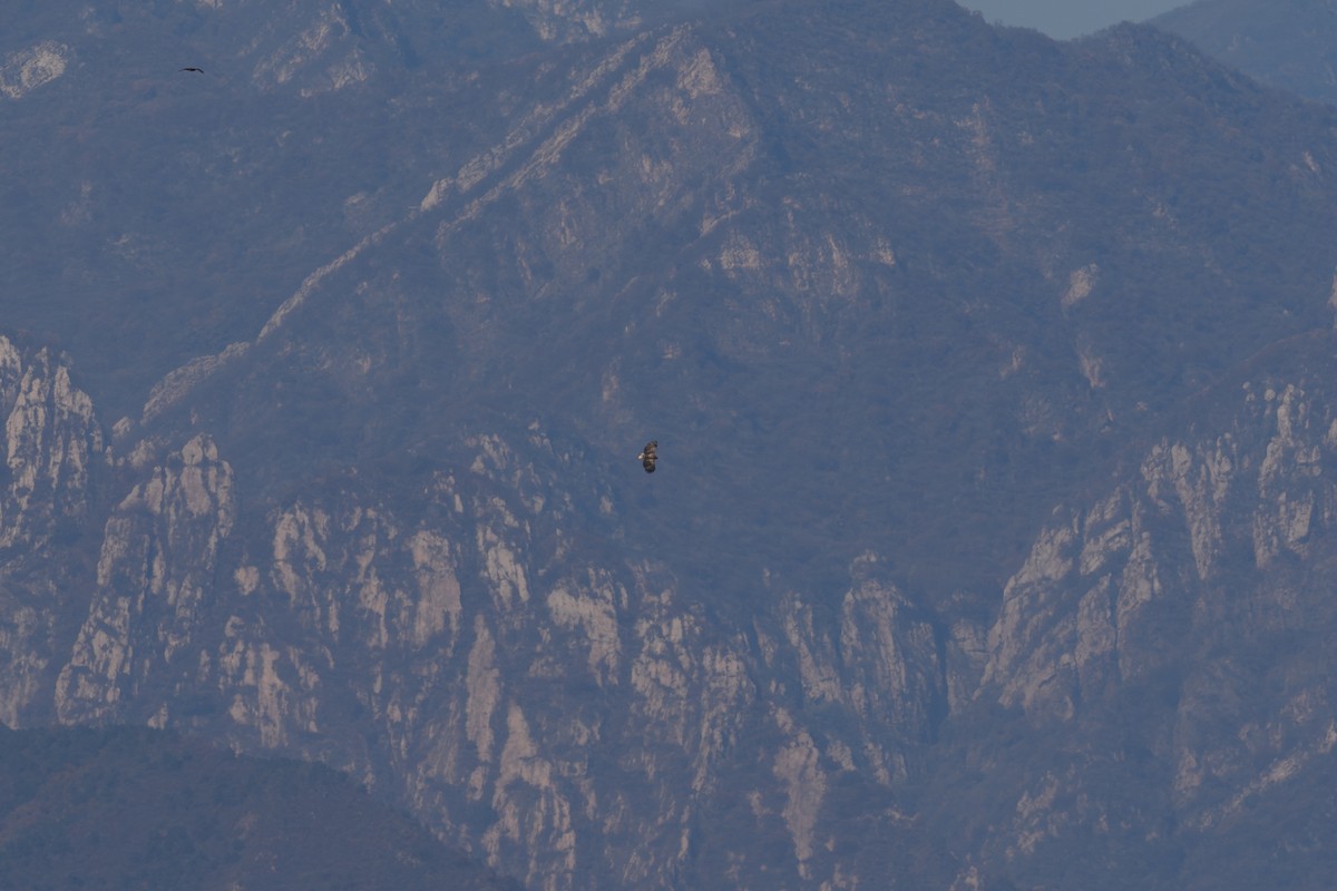 White-tailed Eagle - ML646447609