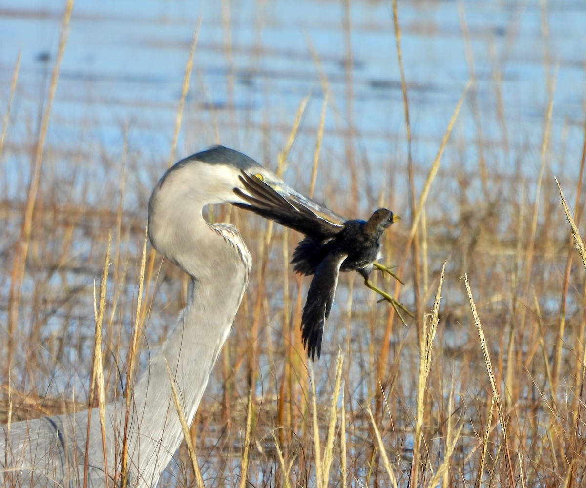 Great Blue Heron - ML646447611