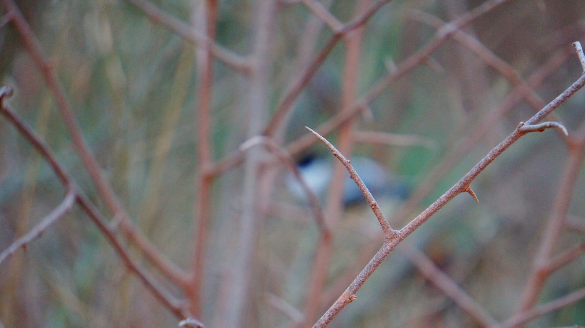 Black-capped Chickadee - ML646447612