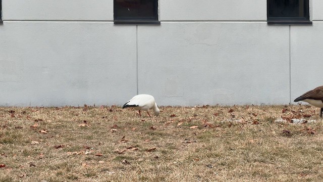 Гуска Роса - ML646447613