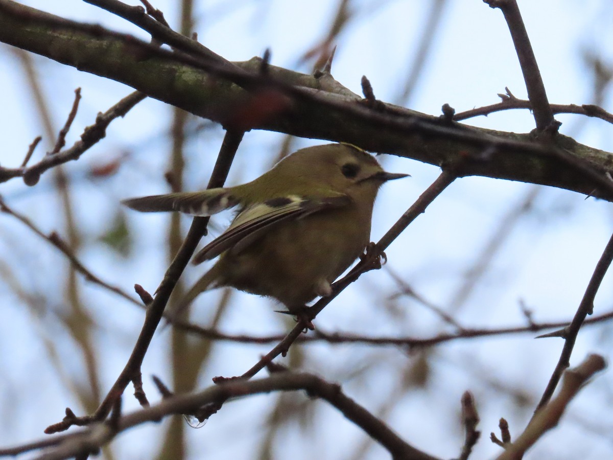 Goldcrest - ML646447614