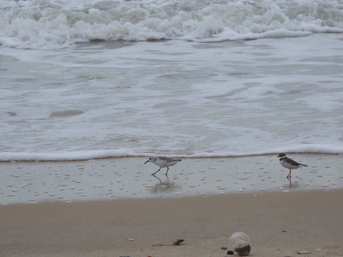 Гурвалж элсэг - ML646447615