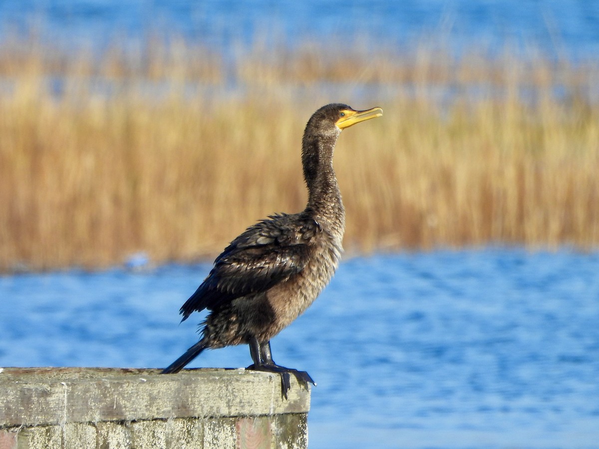 Double-crested Cormorant - ML646447616