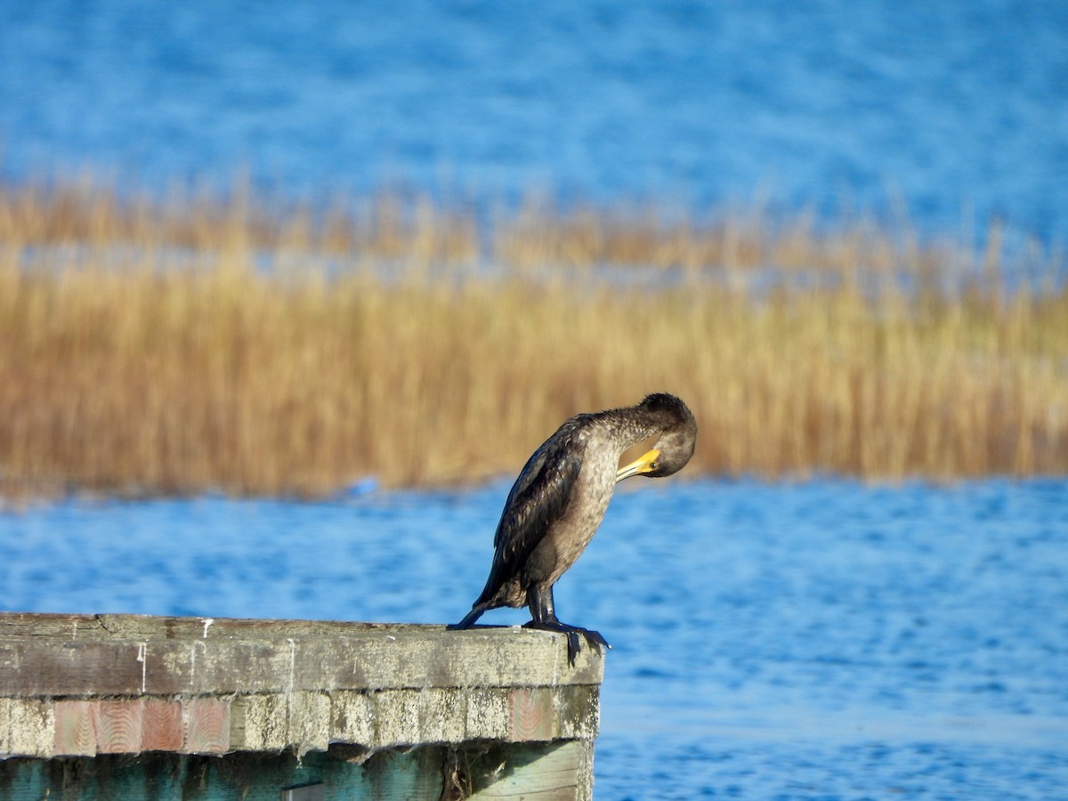 Double-crested Cormorant - ML646447617