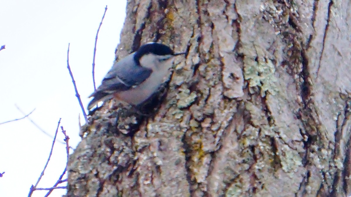 White-breasted Nuthatch - ML646447618