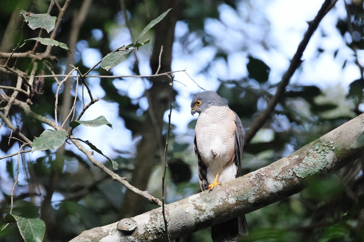 African Goshawk - ML646447619