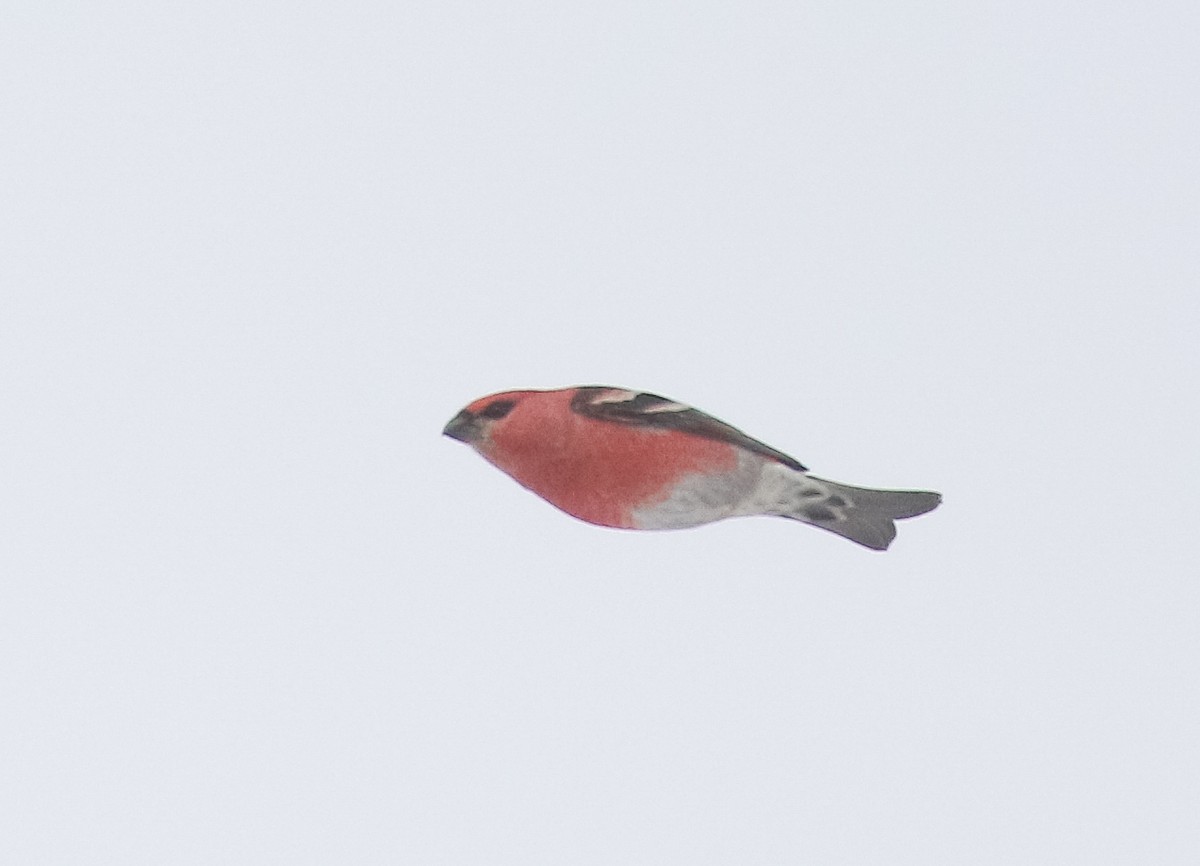 Pine Grosbeak - ML646447621