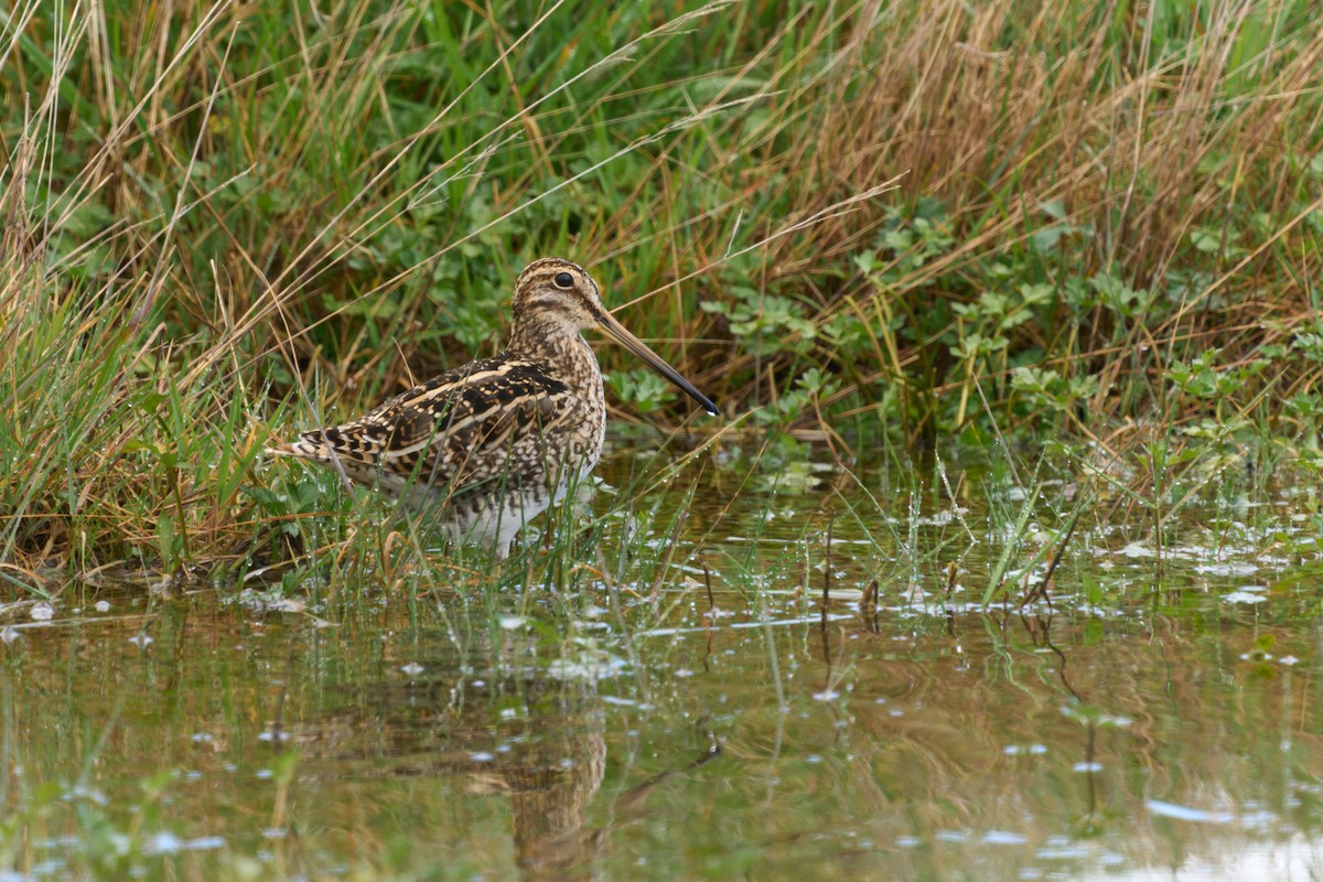 Magellanic Snipe - ML646447622