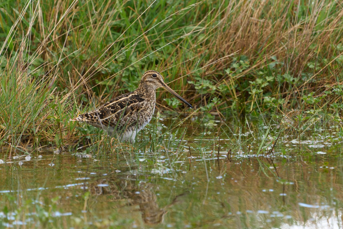 Magellanic Snipe - ML646447623