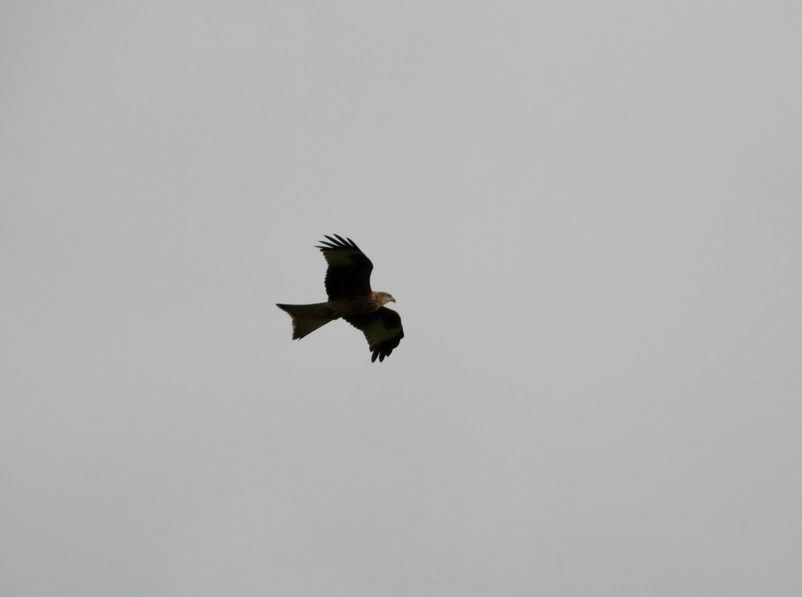 Red Kite - ML646447629