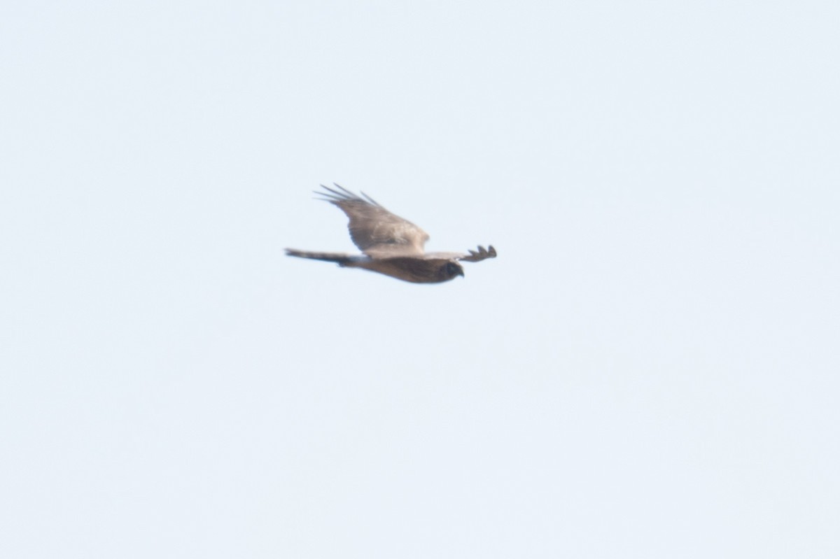 Hen Harrier - ML646447630