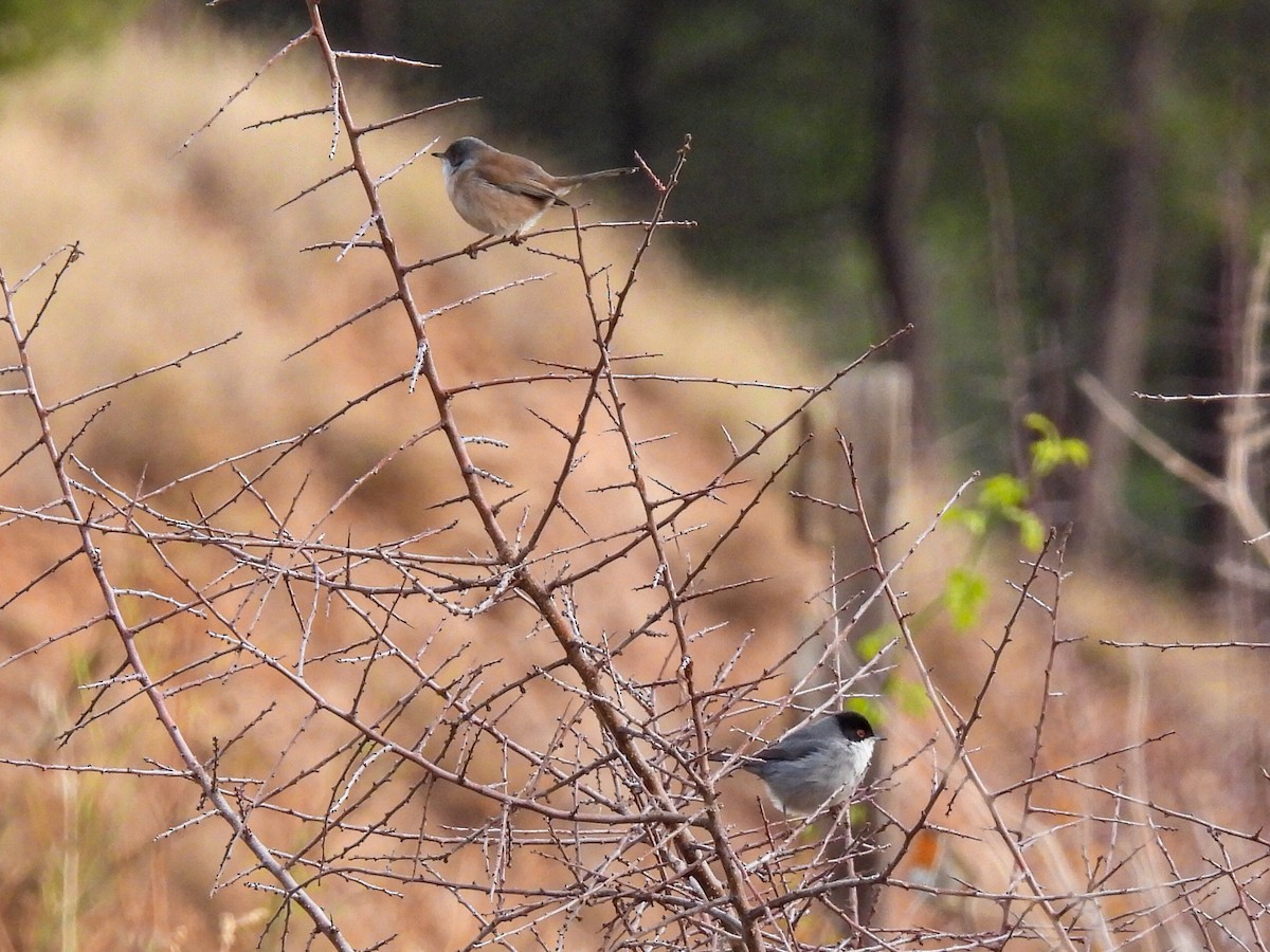 Sardinian Warbler - ML646447631