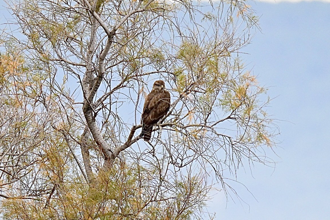 Common Buzzard - ML646447632