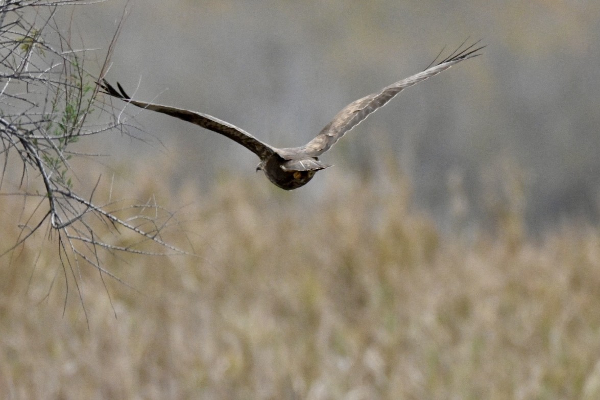 Common Buzzard - ML646447633