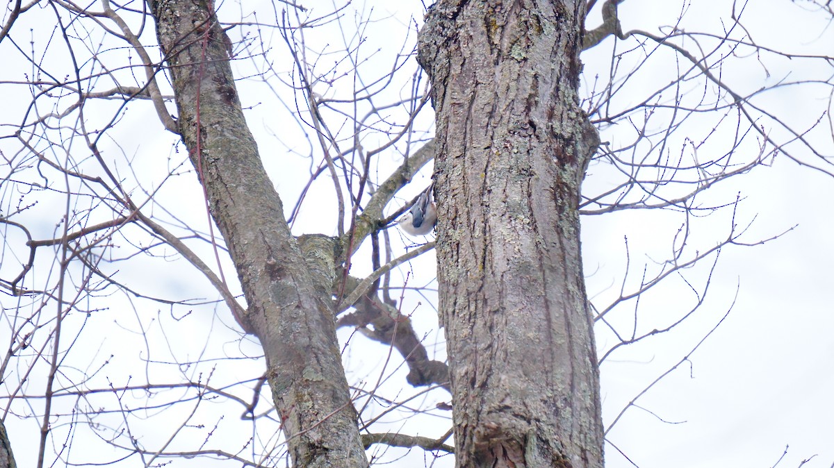 White-breasted Nuthatch - ML646447634