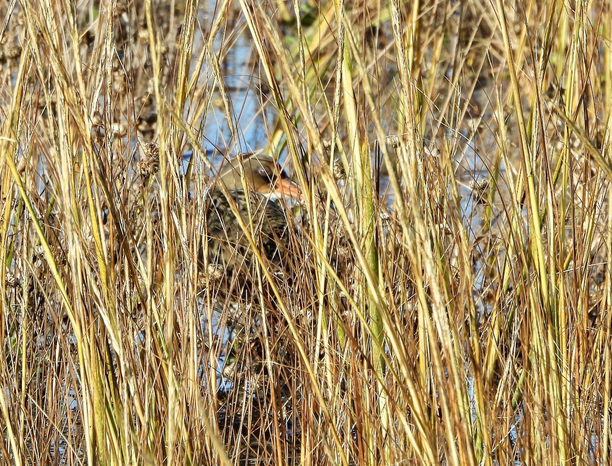 Ridgway's Rail - ML646447635