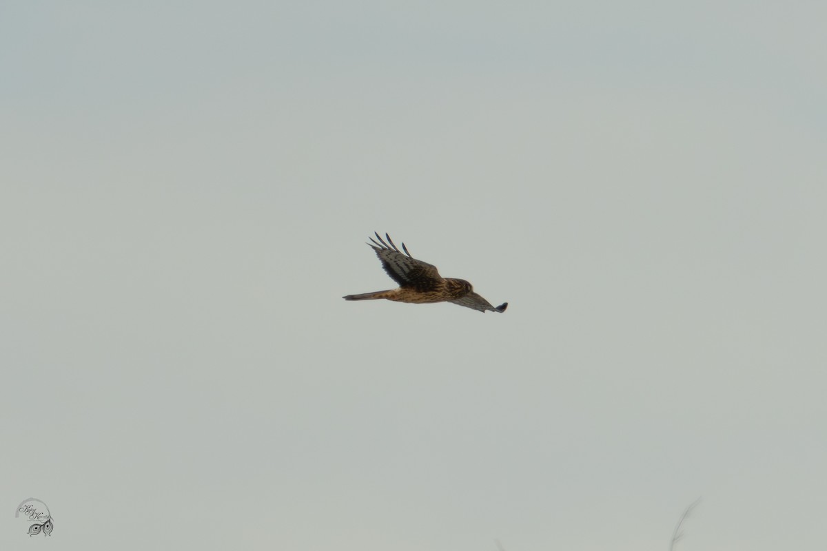 Northern Harrier - ML646447636