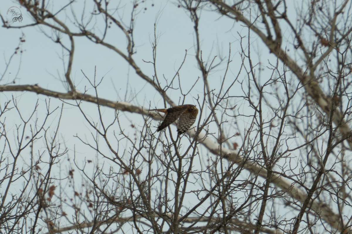Northern Harrier - ML646447637
