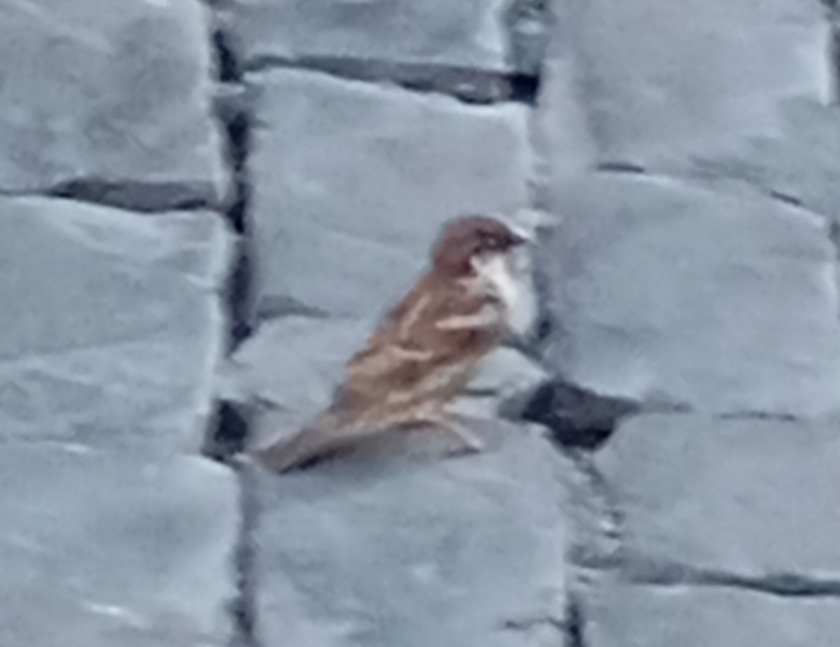 Italian Sparrow - ML646447638