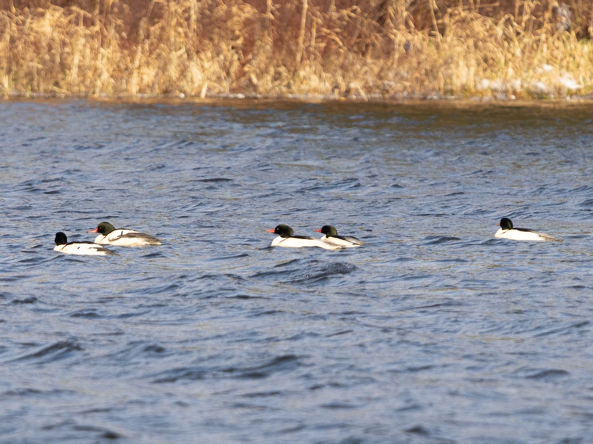 Common Merganser - ML646447639