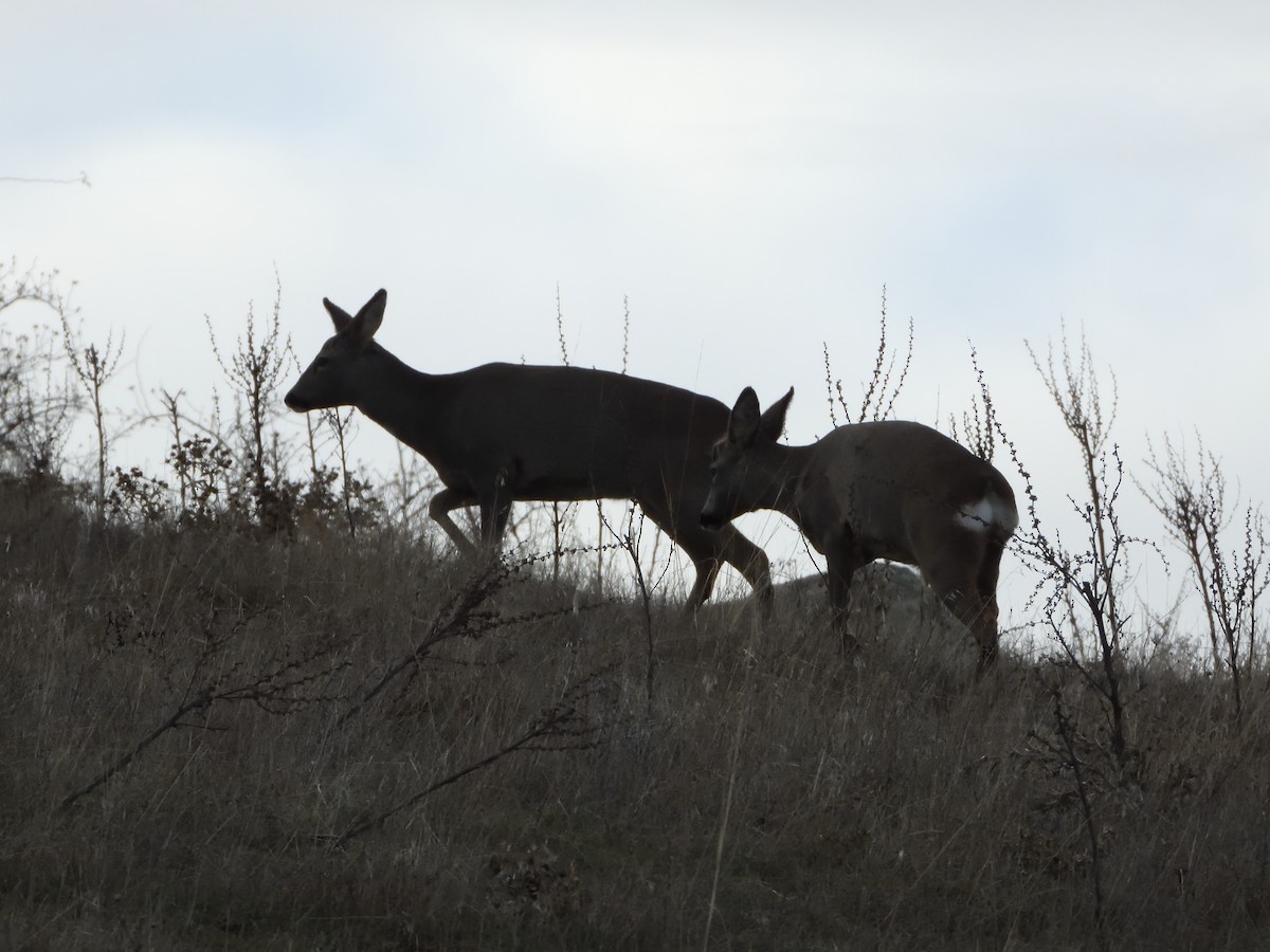 Western Roe Deer - ML646447640