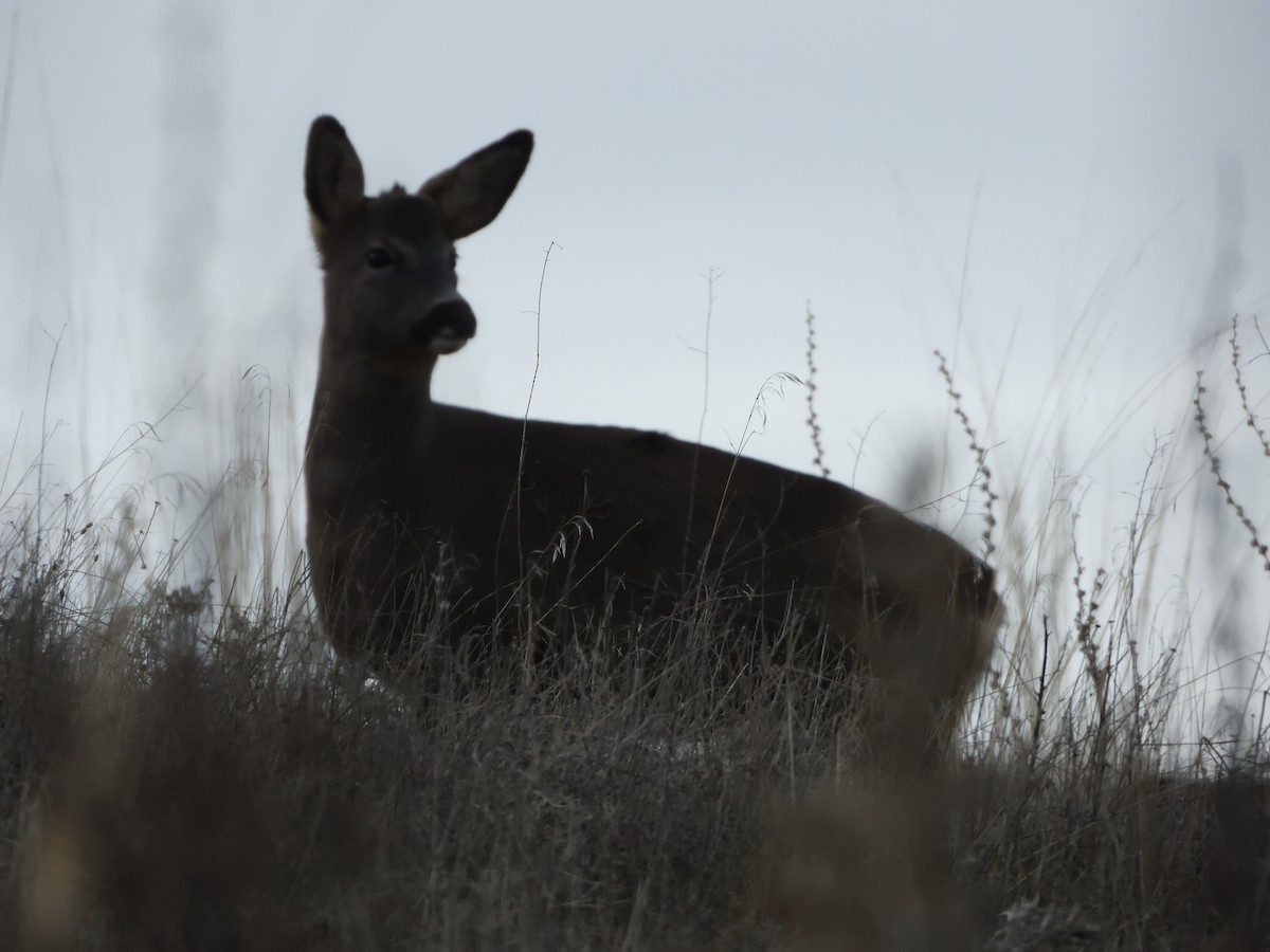 Western Roe Deer - ML646447641