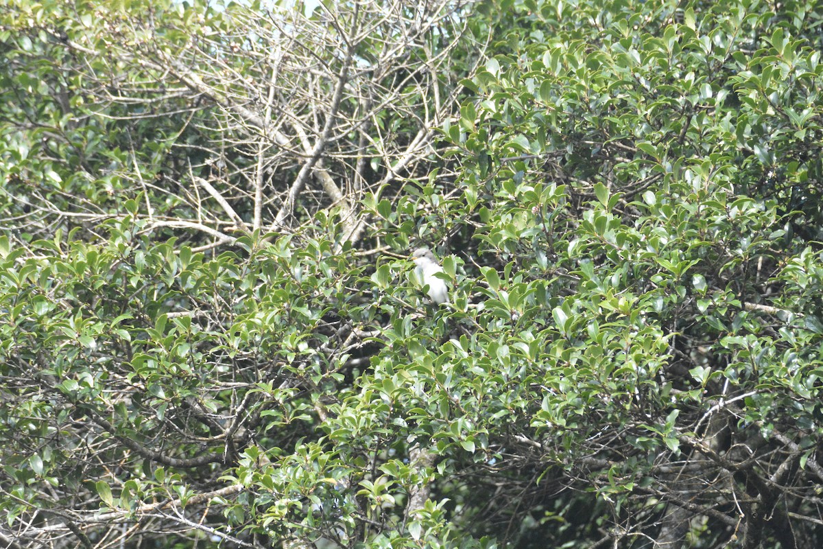 Yellow-billed Cuckoo - ML646447642