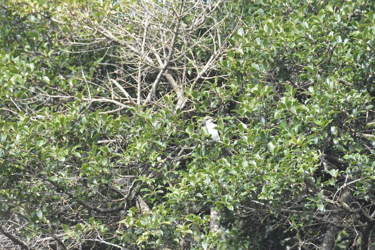 Yellow-billed Cuckoo - ML646447644