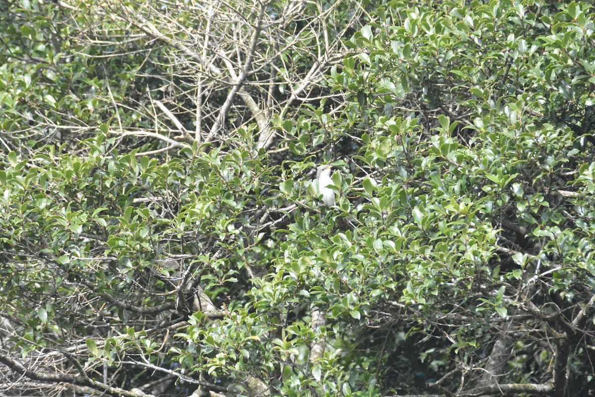 Yellow-billed Cuckoo - ML646447645