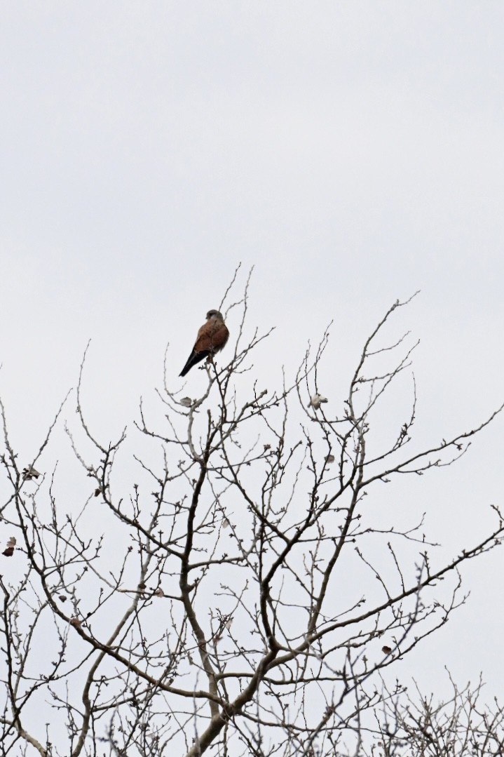 Eurasian Kestrel - ML646447646