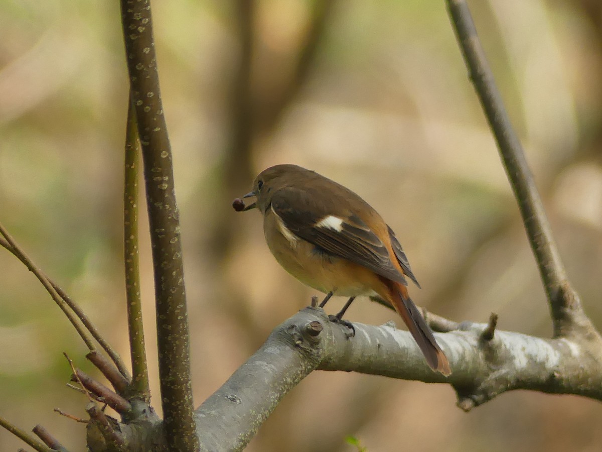 Daurian Redstart - ML646447647