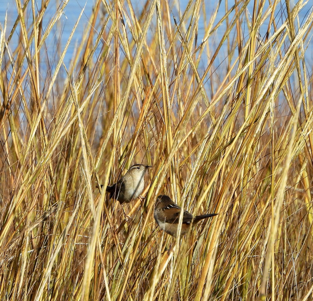 Marsh Wren - ML646447652