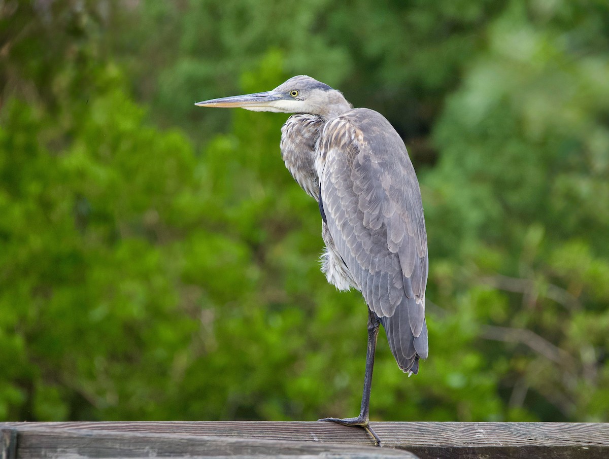 Great Blue Heron - ML646447653