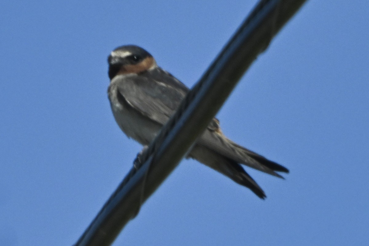 Cliff Swallow - ML646447654