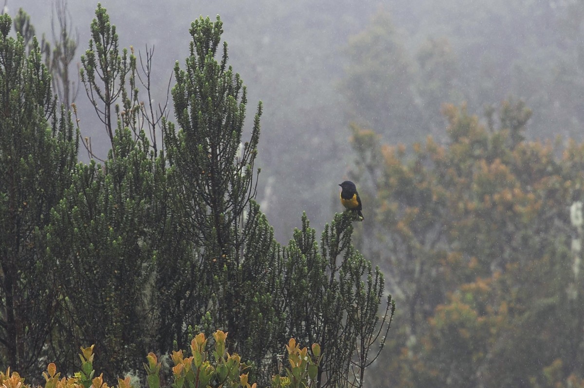 Black-chested Mountain Tanager - ML646447655
