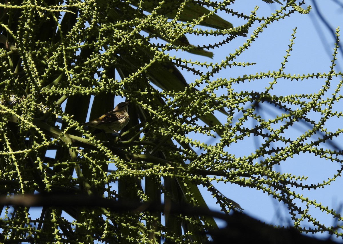 Cape May Warbler - ML646447656