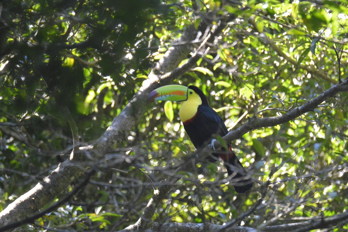 Тукан жовтогорлий - ML646447657