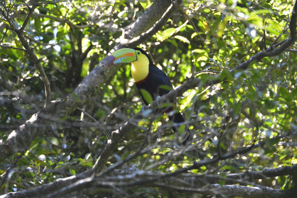 Тукан жовтогорлий - ML646447658