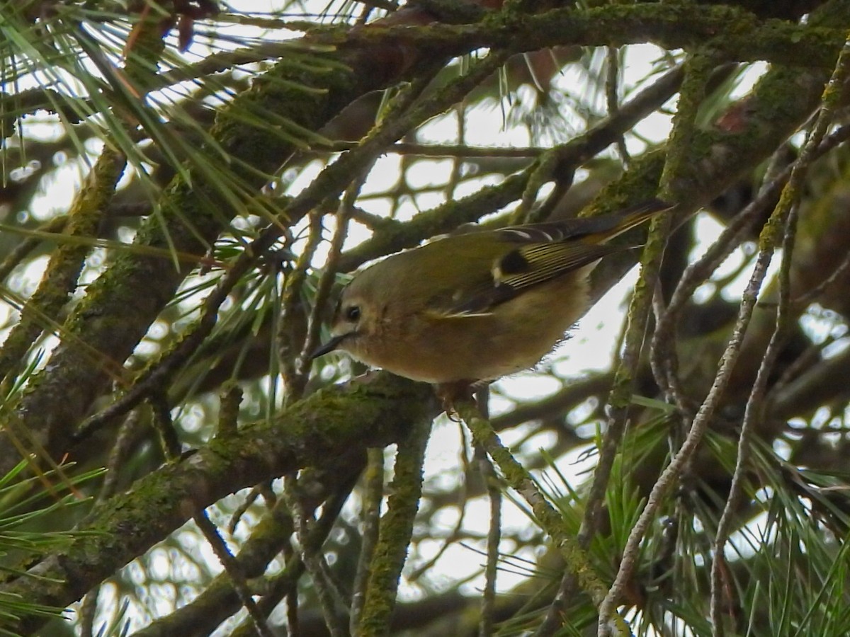 戴菊鳥 - ML646447660