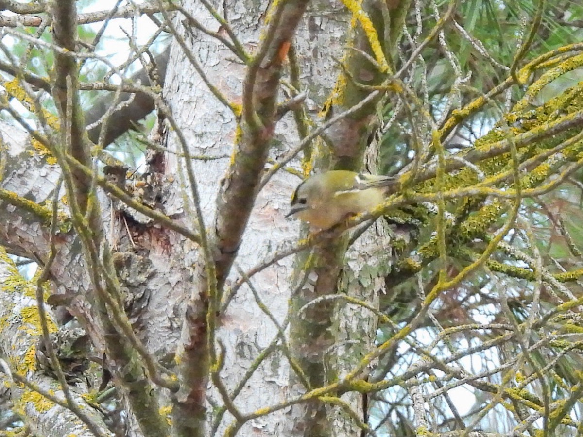 戴菊鳥 - ML646447661