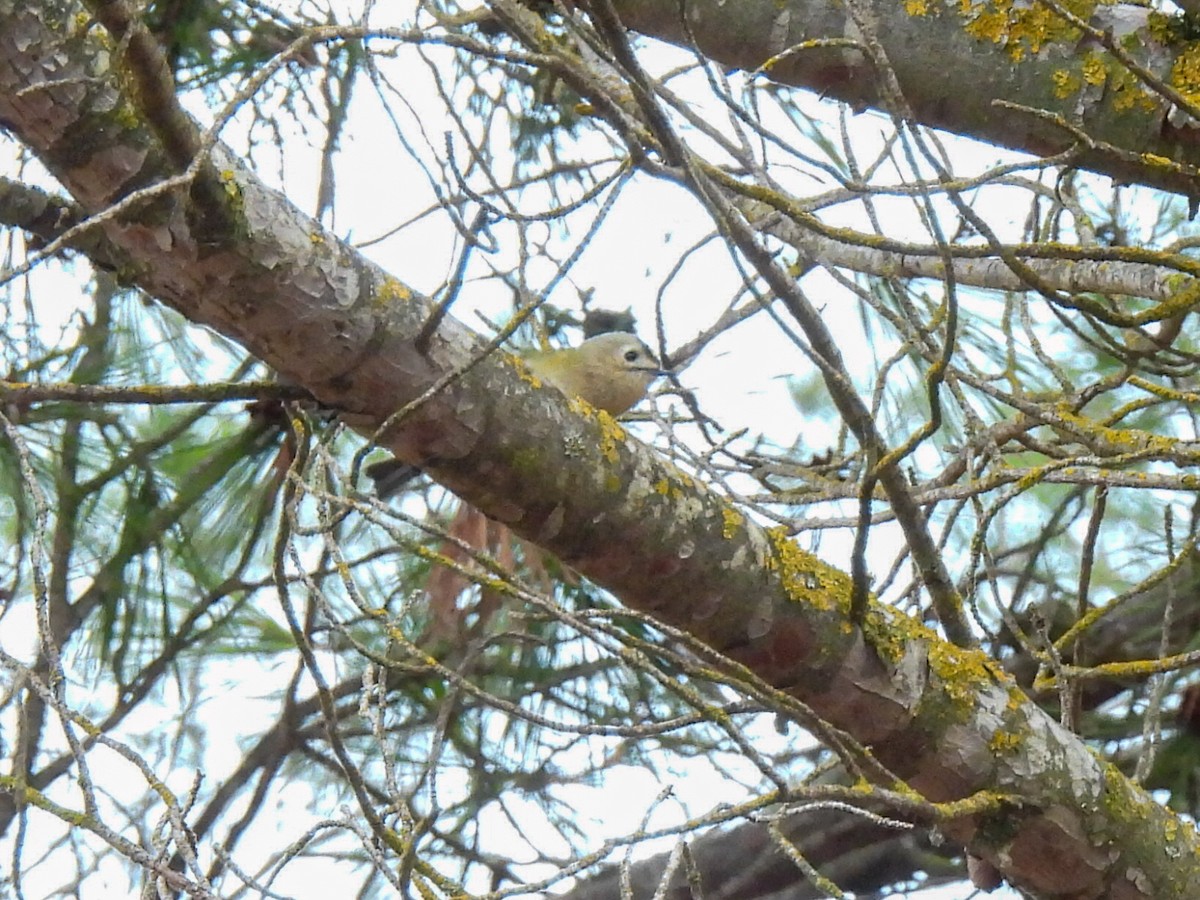 戴菊鳥 - ML646447662