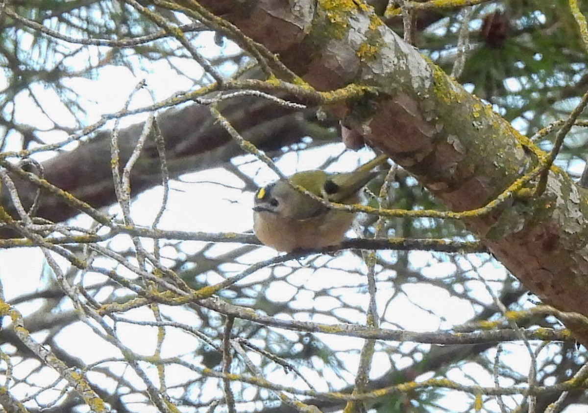 戴菊鳥 - ML646447664