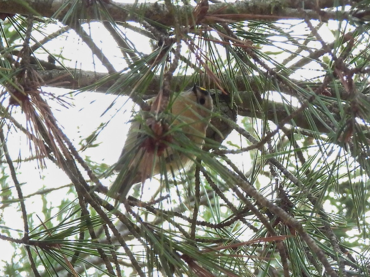 戴菊鳥 - ML646447665