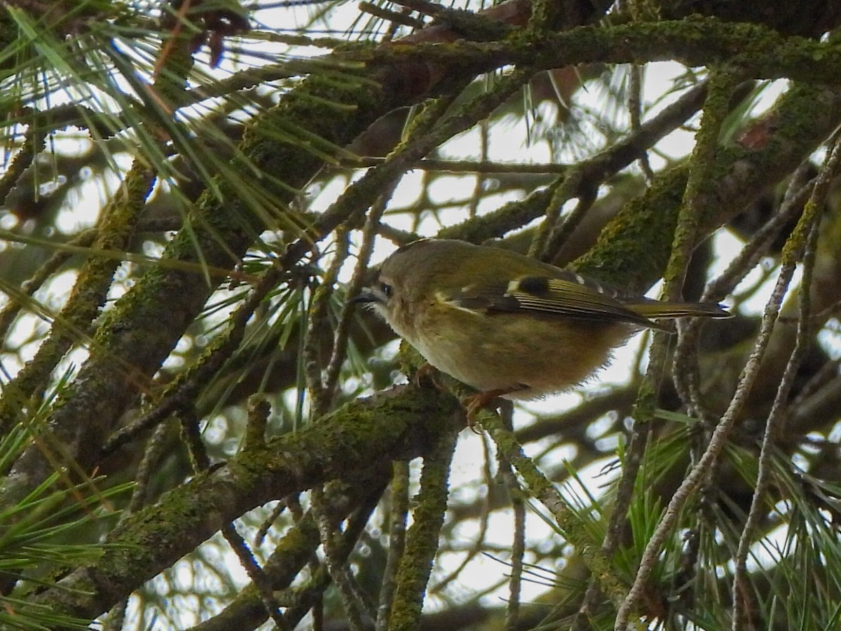 戴菊鳥 - ML646447666